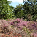 IMG 3540 1080