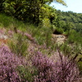 IMG 4504 800