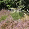 IMG 4510 800